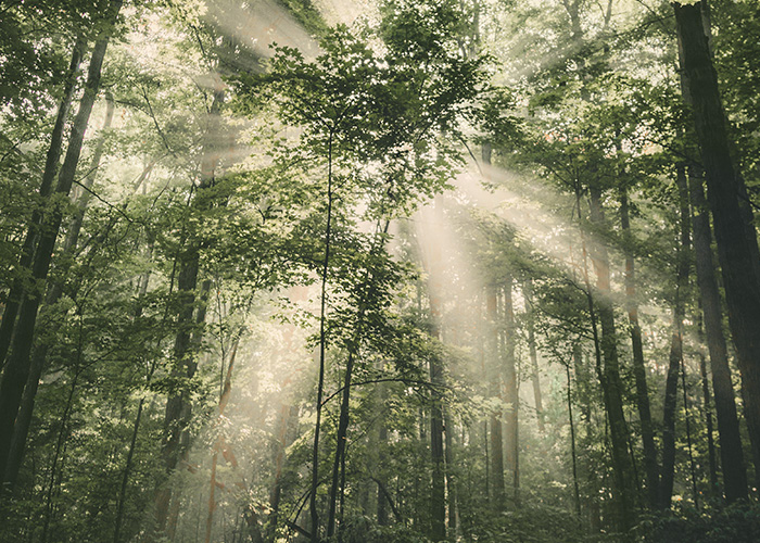 Grüner Wald als Sinnbild für ganzheitliche psychologische Behandlung und therapeutische Begleitung